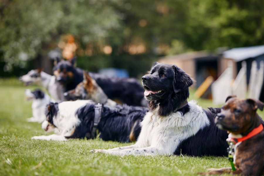 What are the Most Common Dog Breeds: Top Popular Picks Revealed