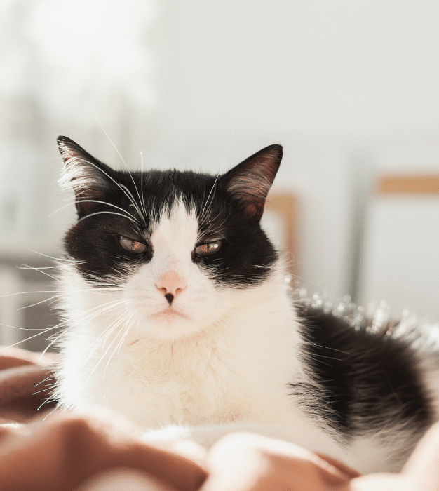 Cat laser care in Southampton