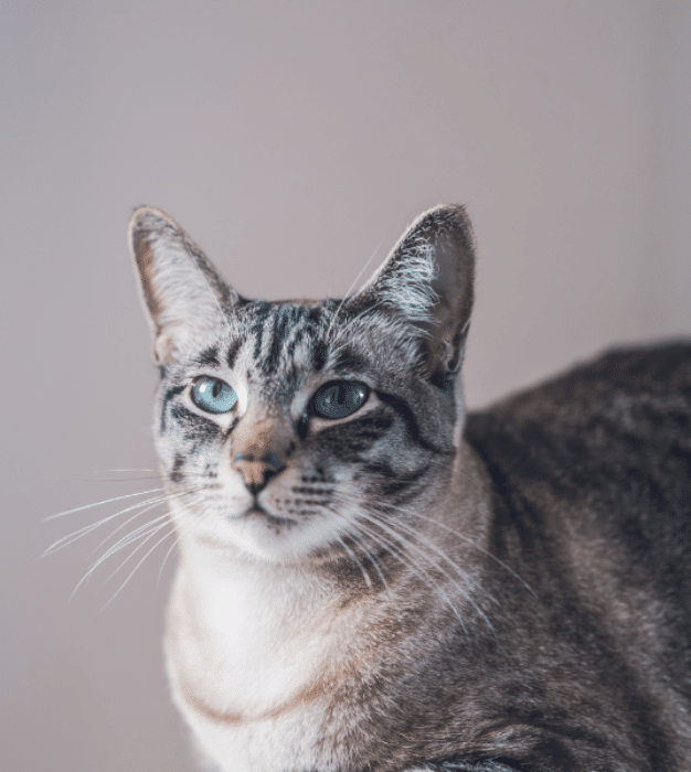 Cat laser therapy in Horsham