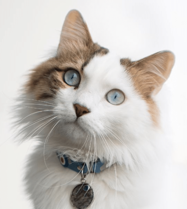 Cat preventive care in Horsham