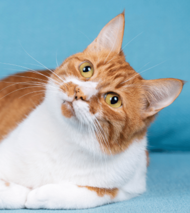 Cat preventive care in Southampton