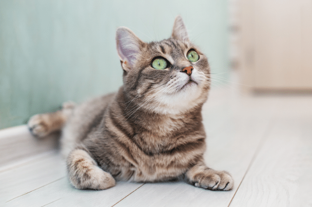Senior cat care in Horsham