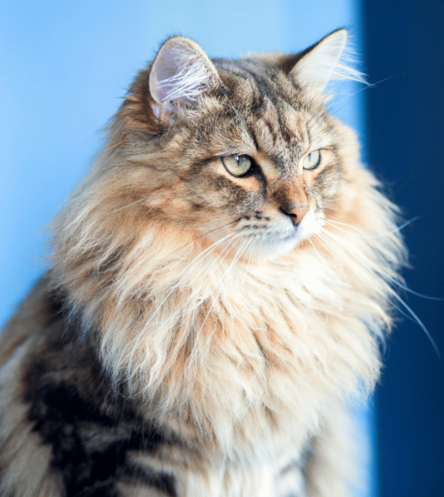Senior cat care in Southampton