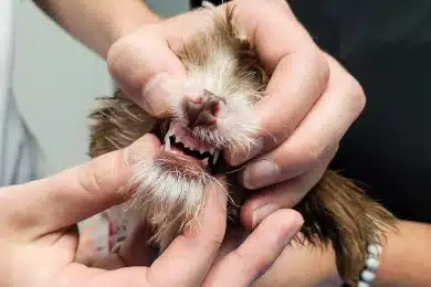 Veterinarian examining a kitten's teeth and gums