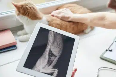 Tablet displaying a cat's X-ray next to the orange and white cat being examined