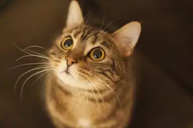 Tabby cat looking up with wide eyes