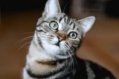 Tabby cat with green eyes looking up during a wellness check