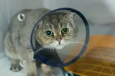 Gray tabby cat wearing a protective cone recovering after surgery