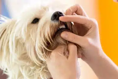 Veterinarian examining a small white dog's teeth and gums