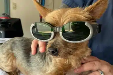 Small Yorkshire terrier wearing protective goggles for laser therapy