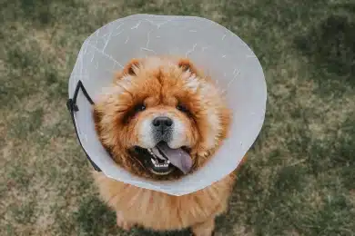 Chow chow wearing a protective cone after a surgical procedure