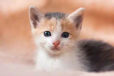 Calico kitten with blue eyes looking at the camera