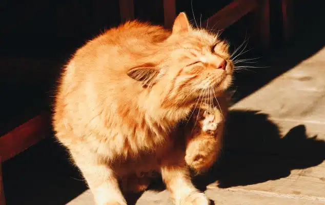 An orange tabby cat sitting outdoors and scratching its face with a raised paw in the sunlight.