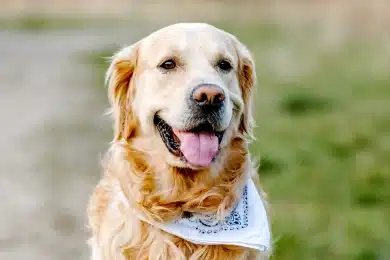Golden retriever wearing a bandana during a wellness visit