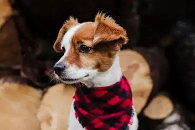 Puppy wearing a plaid bandana sitting in front of a stack of logs