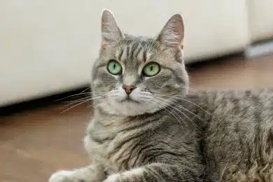 Gray tabby cat with green eyes lying down and looking over its shoulder