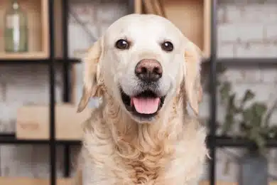 Senior golden retriever with a graying muzzle looking at the camera