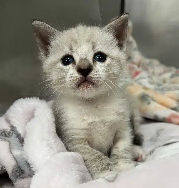Veterinary care supporting cats through every stage of life