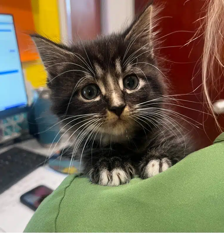 Calm, cat-focused veterinary care designed for a stress-free visit