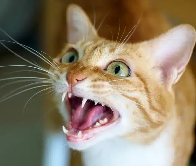 Close-up of an orange tabby cat hissing with mouth wide open, showing teeth and fangs.