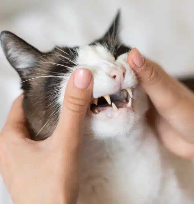 Vet checking cat's teeth closely