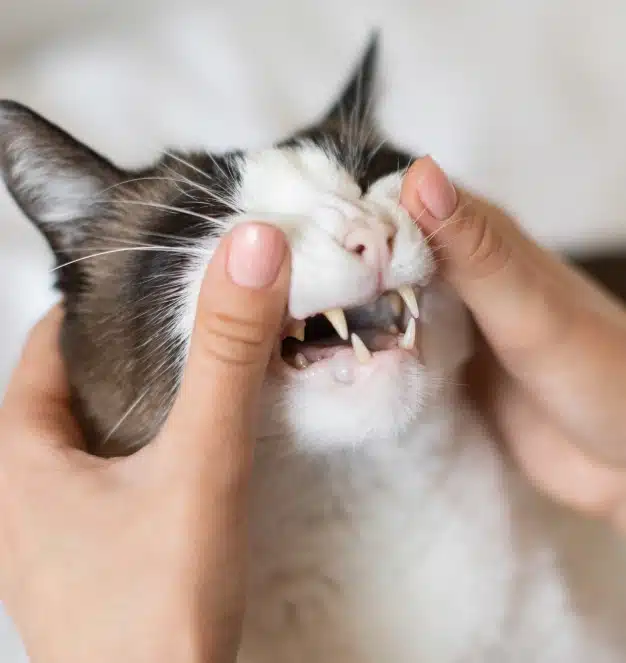 Person gently examining a black and white cat's teeth and gums by hand
