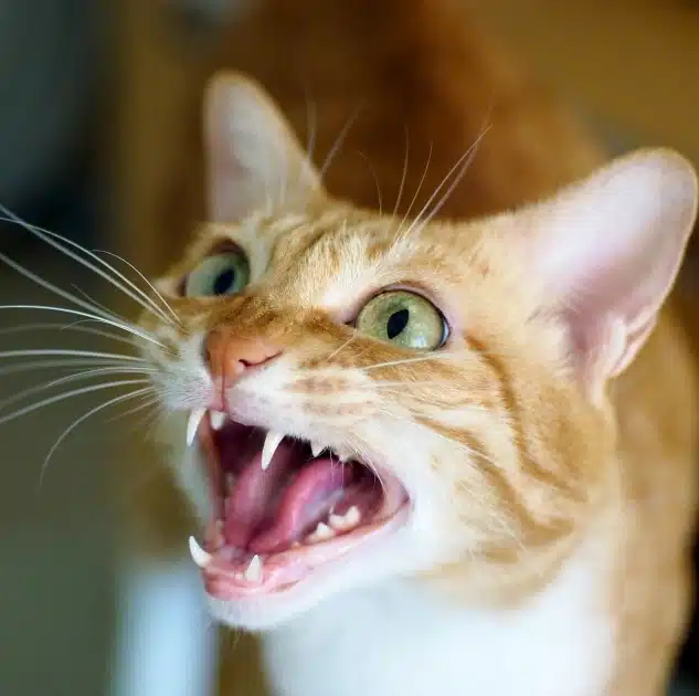 Orange tabby cat showing teeth