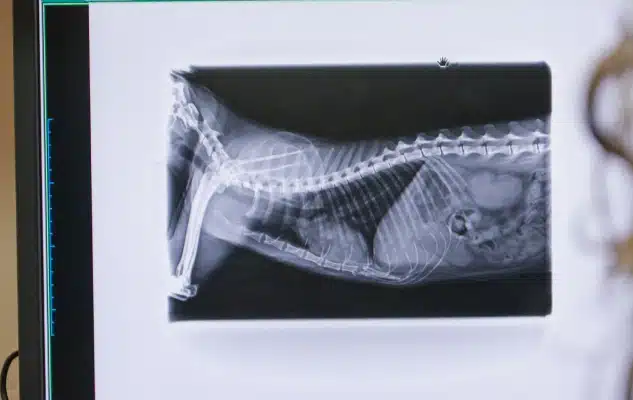 Monitor displaying cat's digital x-ray