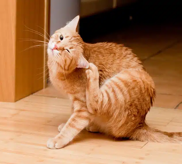 Orange tabby cat scratching its side with a hind paw while sitting on a wooden floor