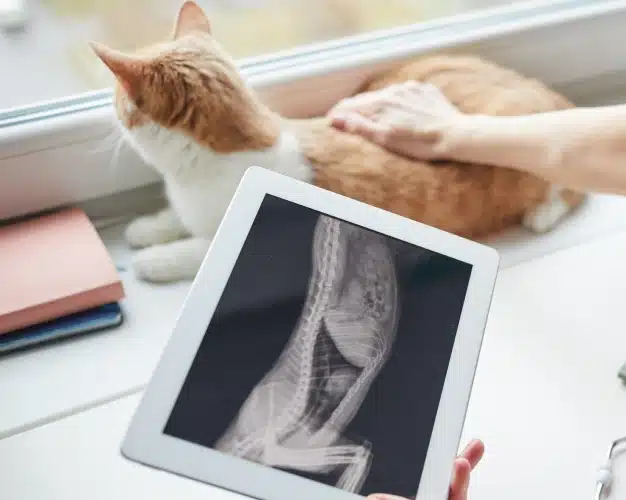 Tablet displaying a cat's X-ray next to the orange and white cat being examined