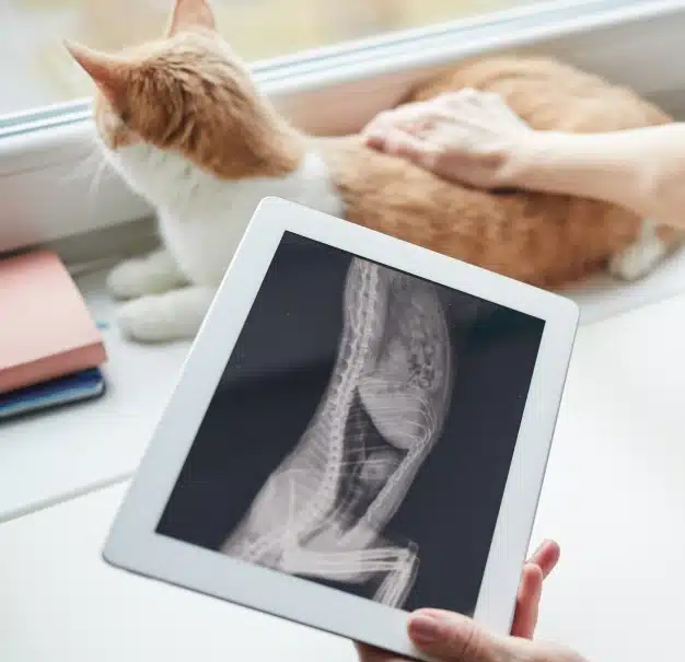 Tablet displaying cat's x-ray scan