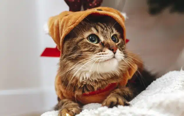 Tabby cat wearing a festive reindeer costume, resting on a soft white blanket