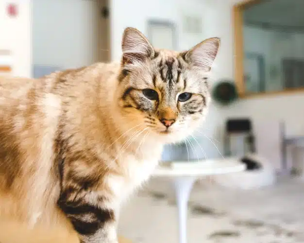 Tabby cat standing indoors in a veterinary clinic setting