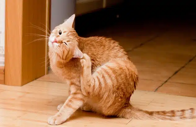 Orange tabby cat sitting on a wood floor scratching its neck with a hind paw
