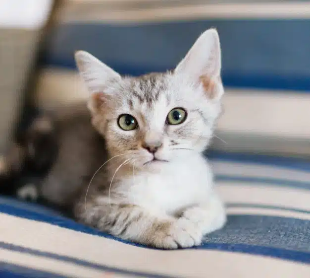 Gray and white kitten sitting on a striped cushion during a wellness check