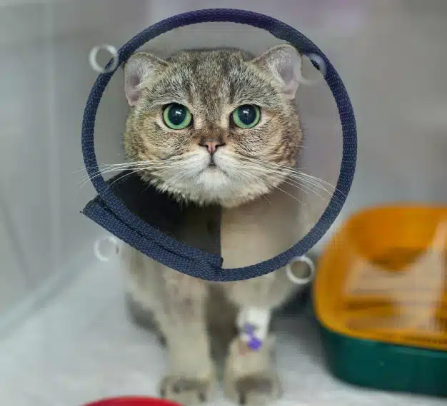 Cat wearing protective recovery cone