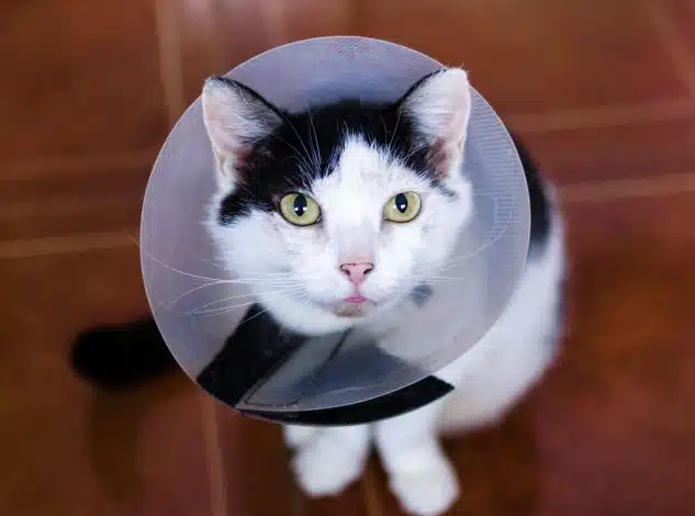 Gray tabby cat with green eyes wearing a protective recovery collar.