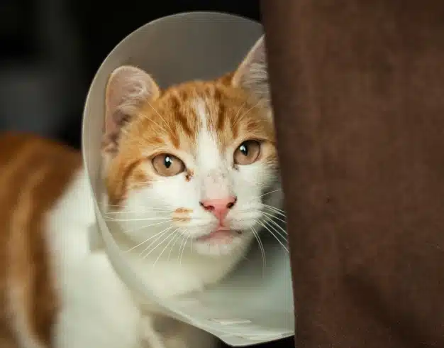 Orange and white cat wearing a protective cone recovering after surgery