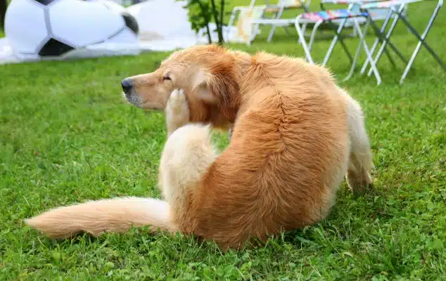A golden retriever lying on the grass and scratching its ear with a hind paw.