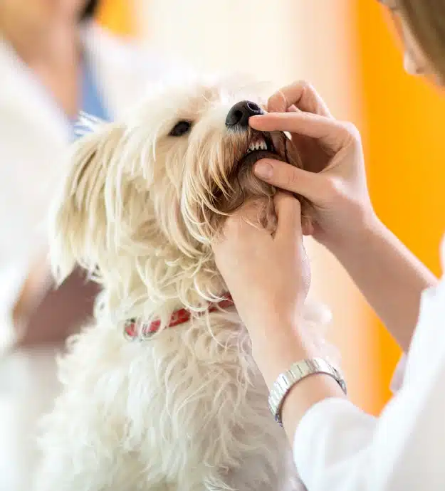 Vet examining small dog's teeth