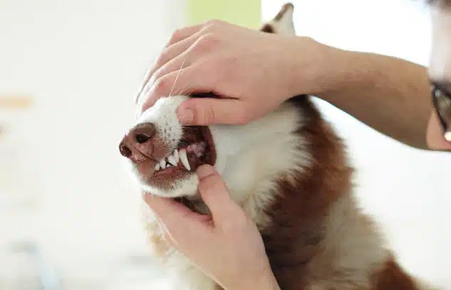 Person checking dog's teeth closely
