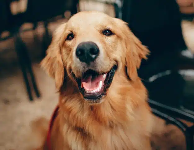 Golden retriever smiling with mouth open, showing healthy teeth and gums