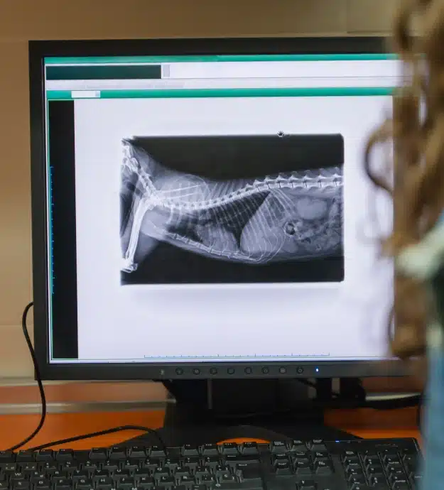 Dog x-ray displayed on monitor