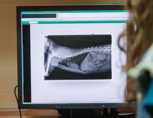 Veterinary staff reviewing a dog's X-ray image displayed on a computer monitor