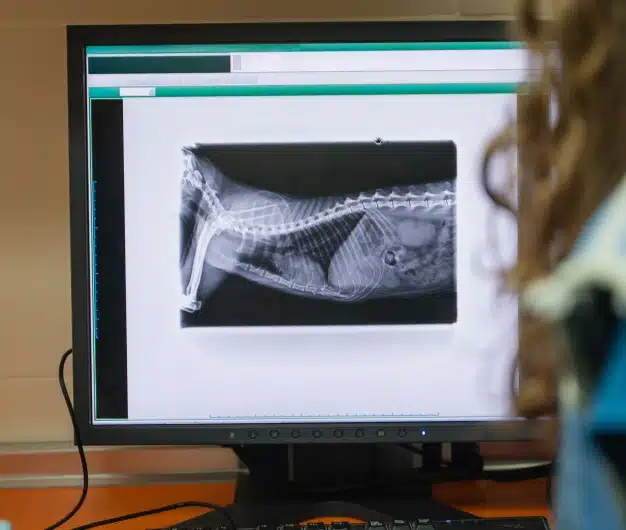 Veterinary staff member reviewing a dog's X-ray on a computer monitor