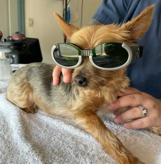 Small dog wearing laser therapy goggles