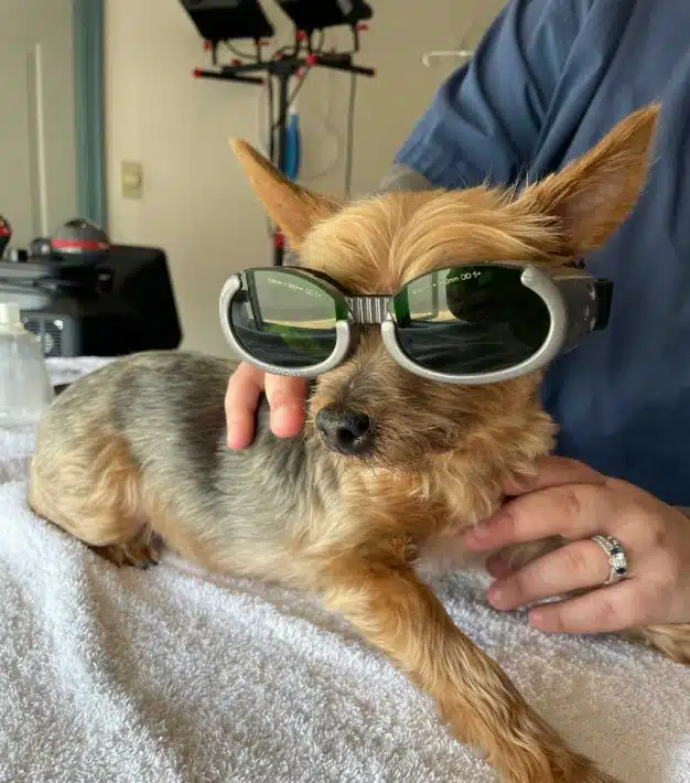 Small terrier wearing protective goggles during a laser therapy treatment session