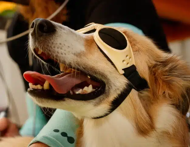 Dog wearing protective goggles during a laser therapy treatment session