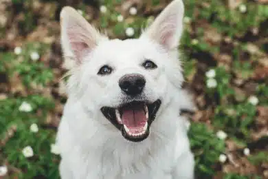 Close-up of a happy white dog with mouth open, showing healthy teeth outdoors