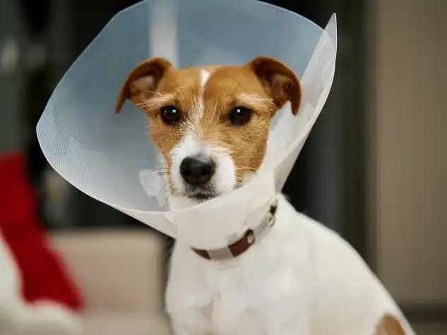 Dog wearing protective recovery cone